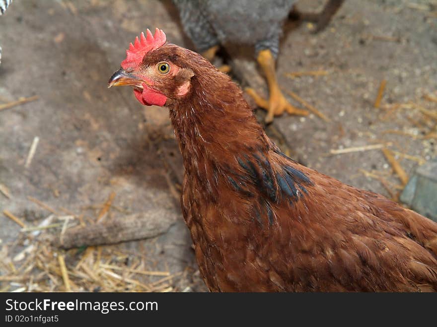 A hen looking at a camera. A hen looking at a camera