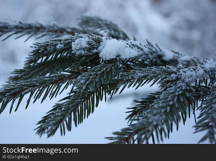 Photo spruce branches was made in the Leningrad region in one of the beautiful snowy winters