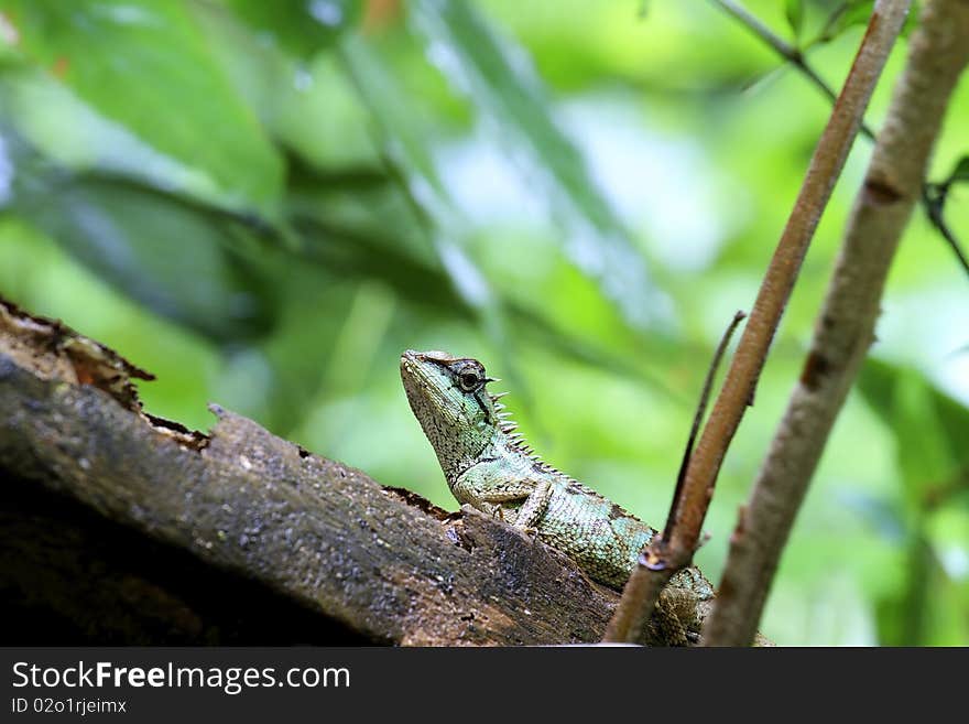 Lizards of Thailand