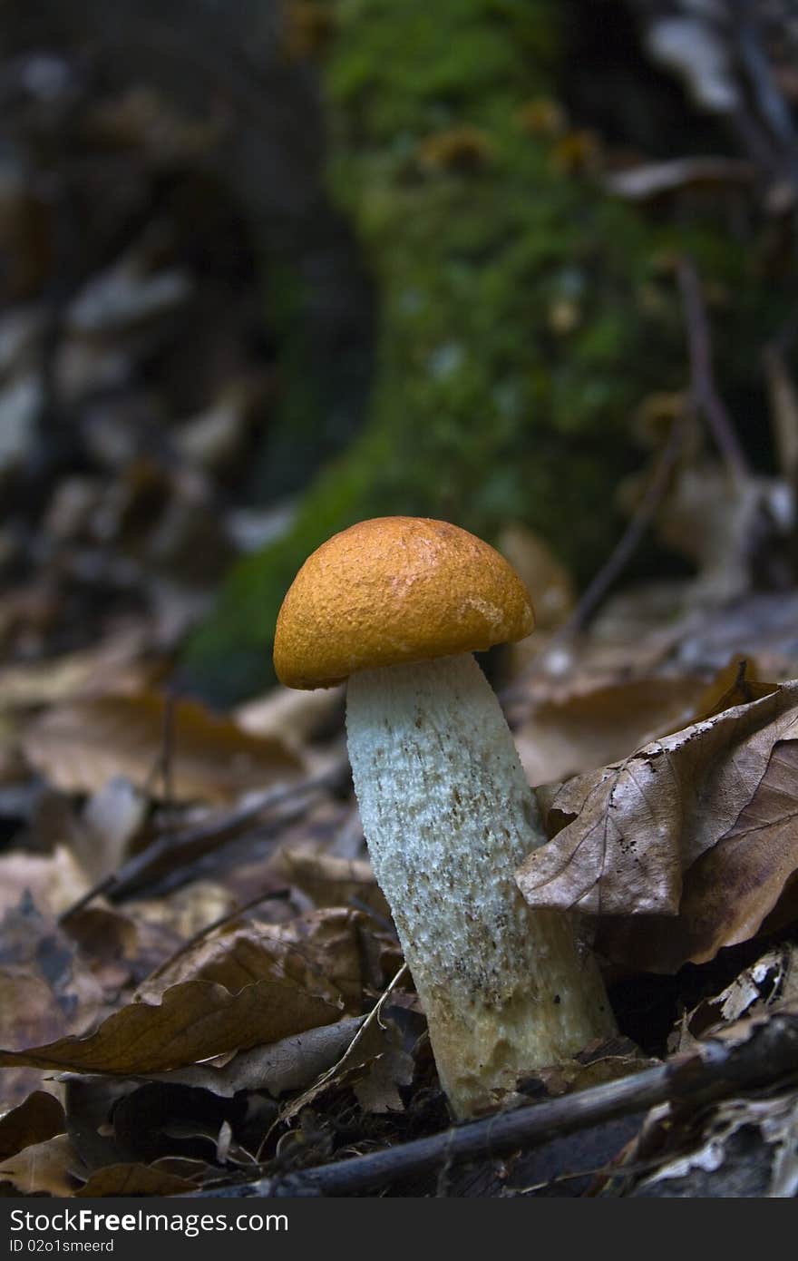 Orange-cap  Mushroom