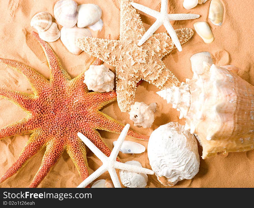 Starfishes and shellfishes on sand background. Starfishes and shellfishes on sand background