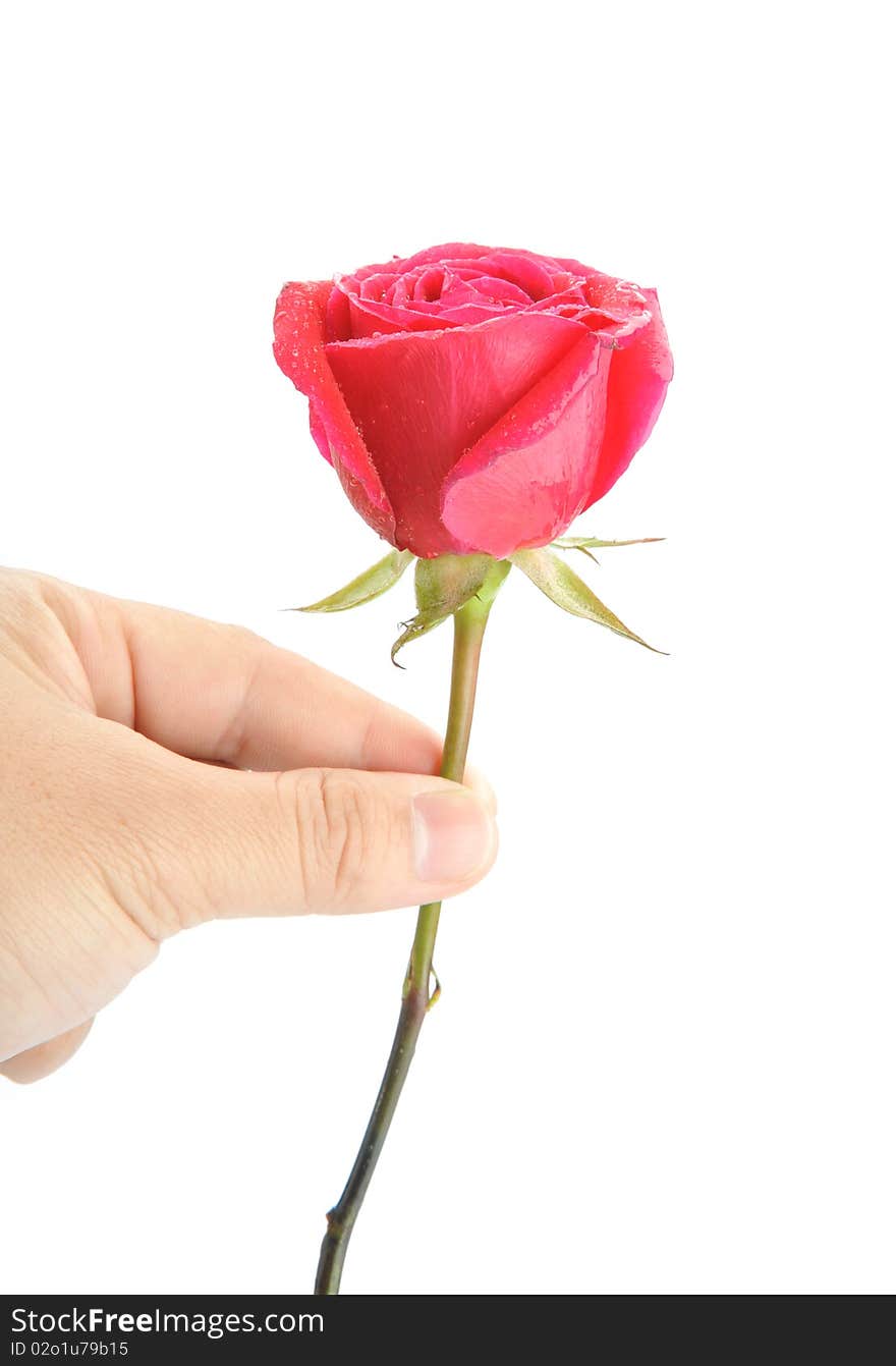 Hand holding a red rose on white background