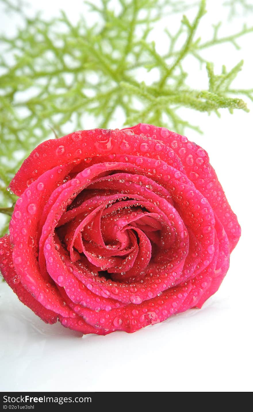 Close-up rose in white background. Close-up rose in white background