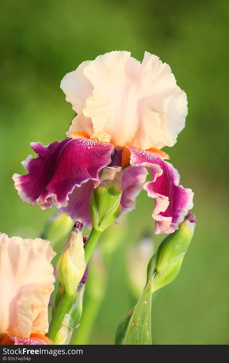 Iris flower in the green background