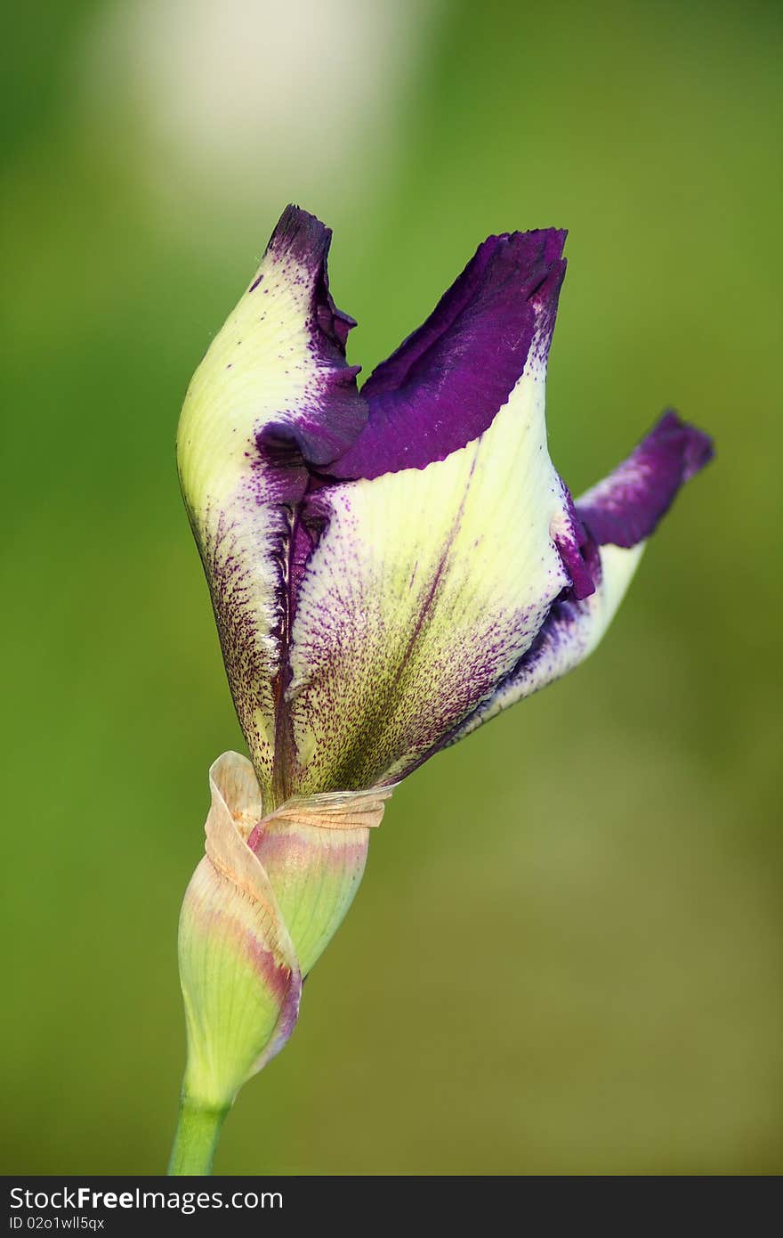 Iris bud in the green background