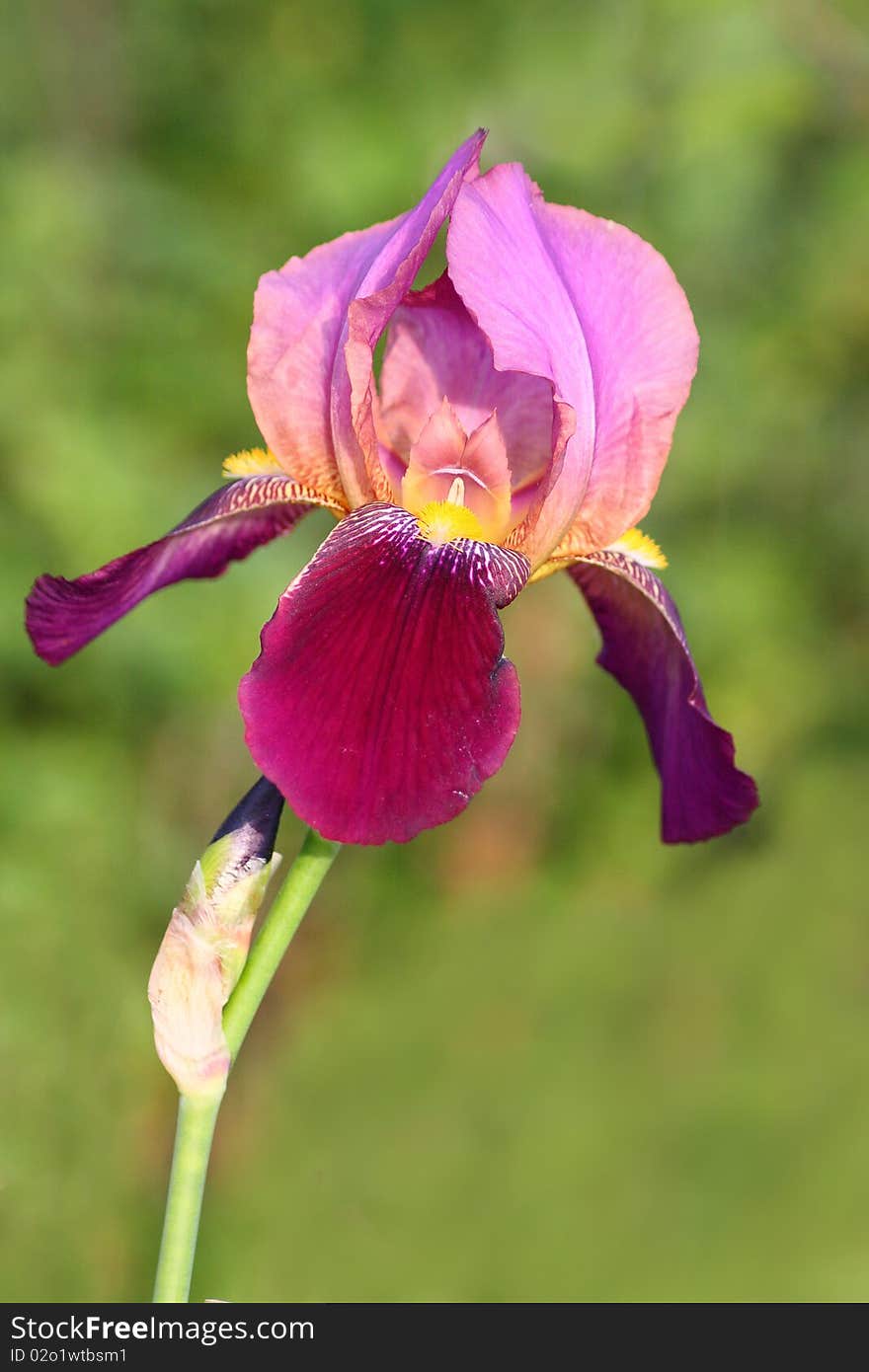 Iris flower in the green background