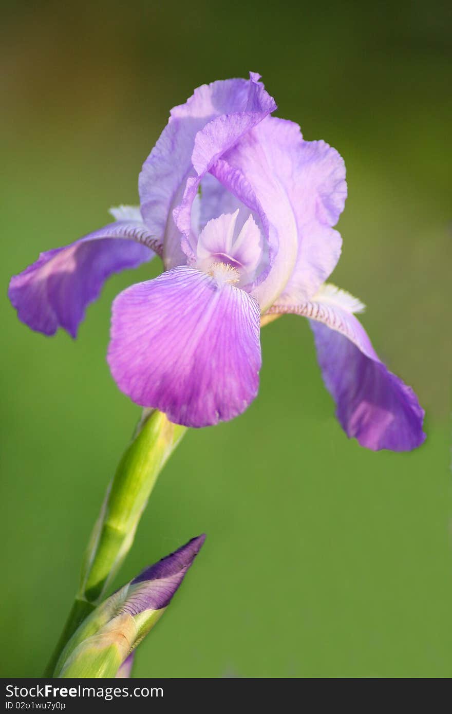 Violet iris in the green background