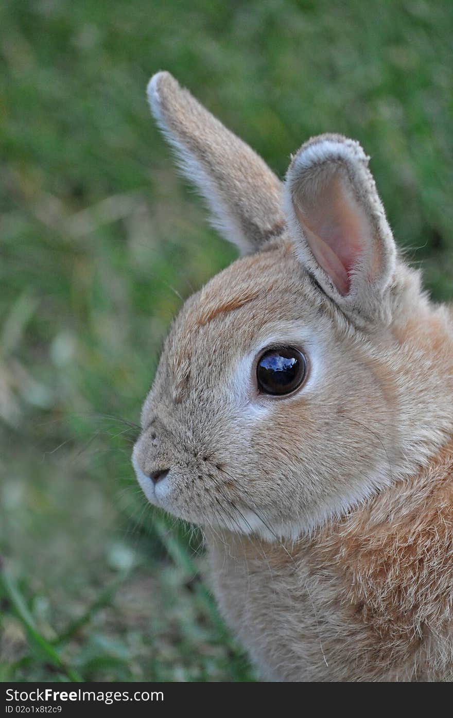 Brown bunny staring at you. Brown bunny staring at you