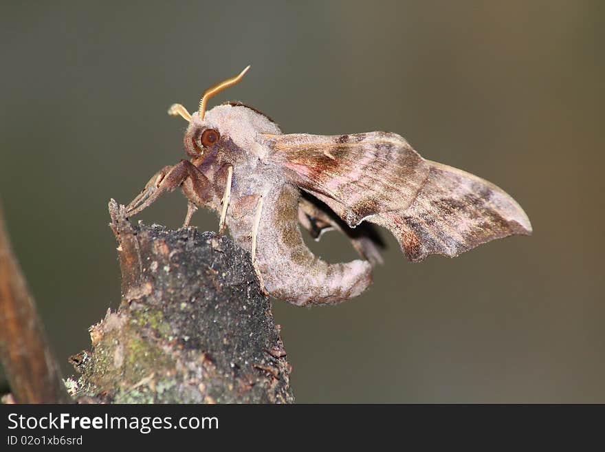 Hawk Moth (Smerinthus Ocellatus)