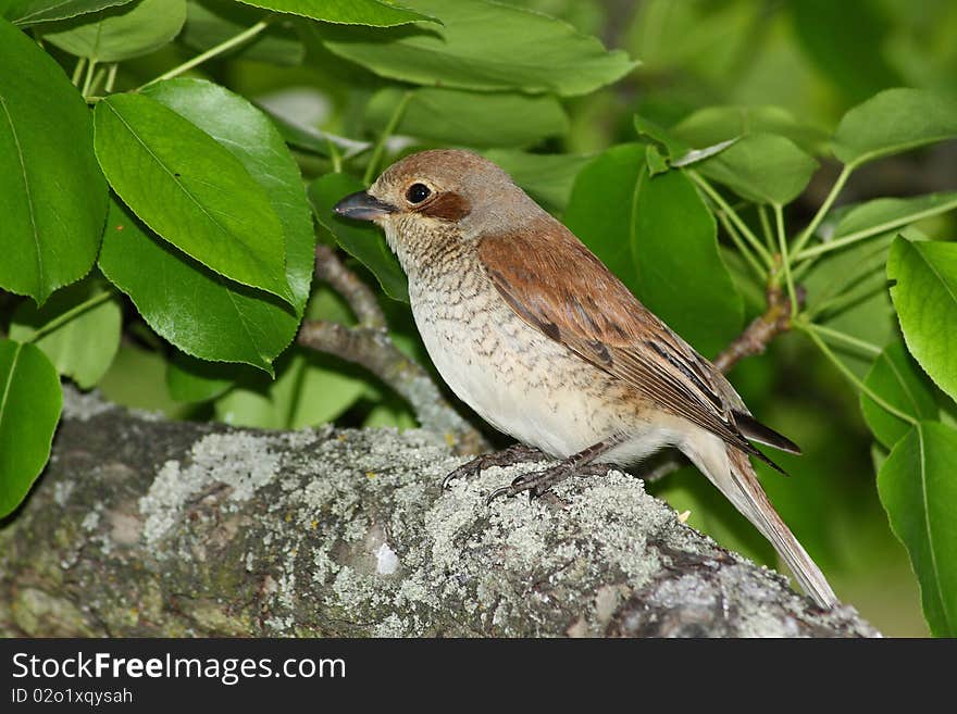 Bird rest among green leafs