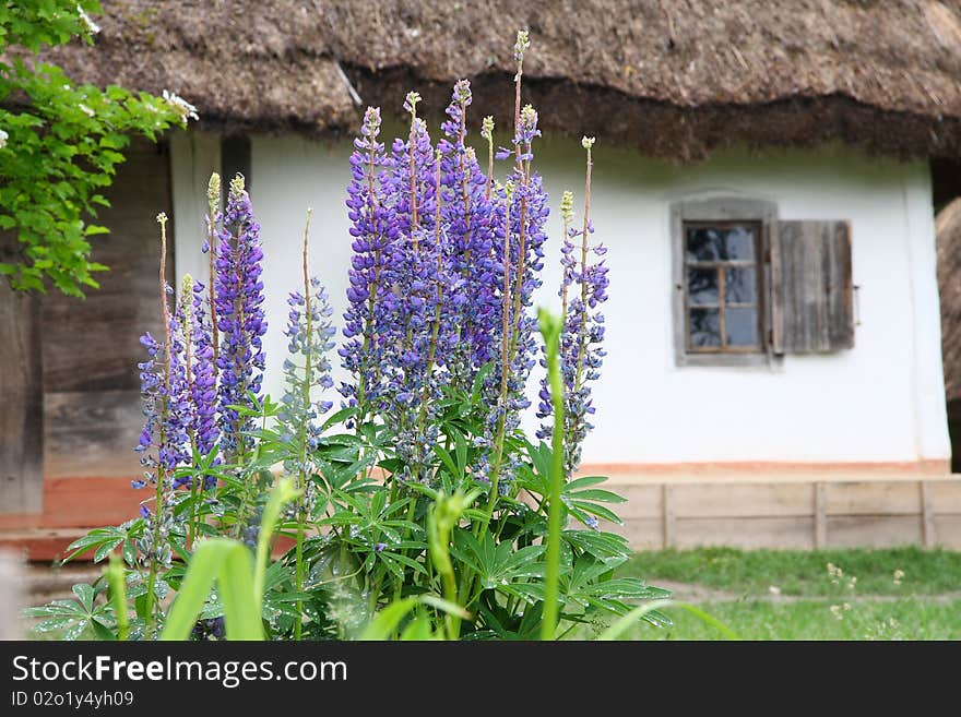 Summer flowers by old hut