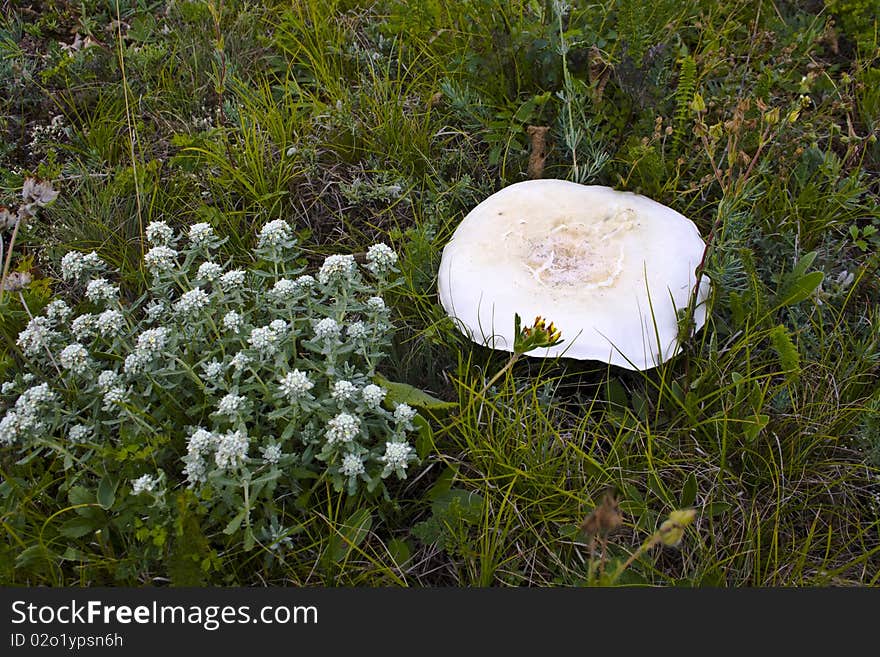 White mushroom