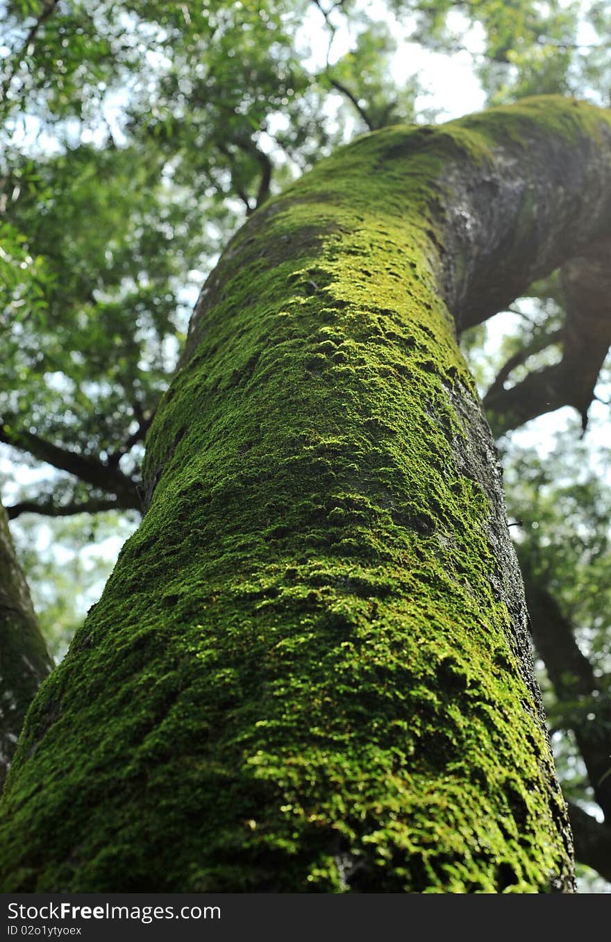 In the forest is covered with the moss tree