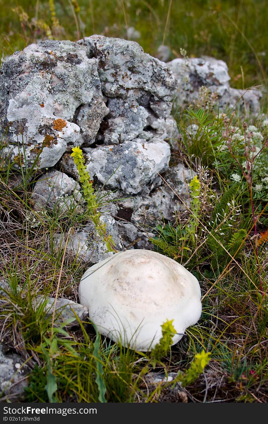 White Mushroom