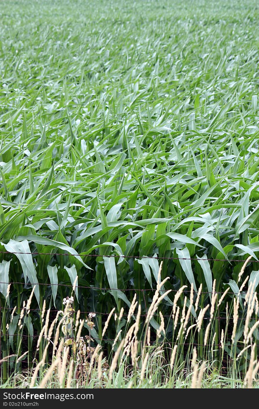 A Crop of Corn Growing in a Field. A Crop of Corn Growing in a Field