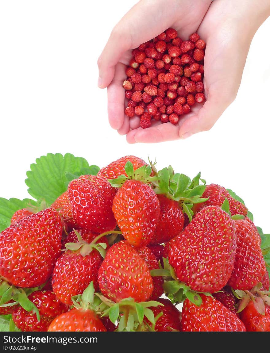 Wild and garden strawberries isolated