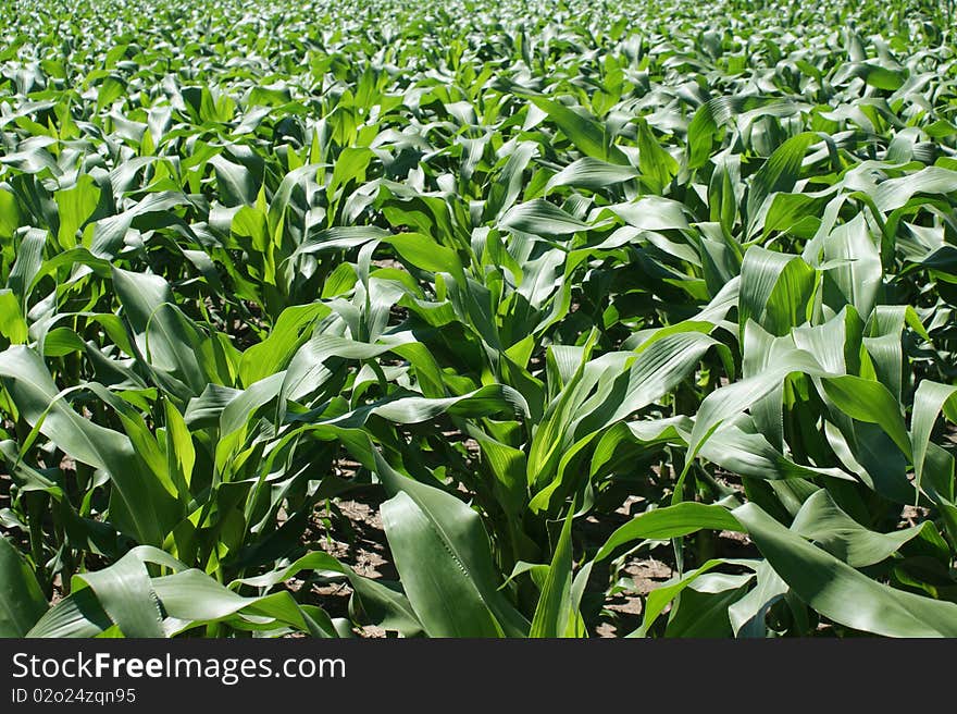 Maize plants