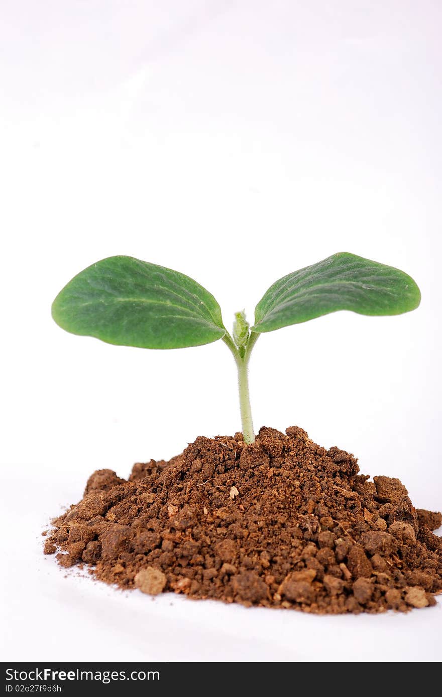 New plant, holding the hand of the bud