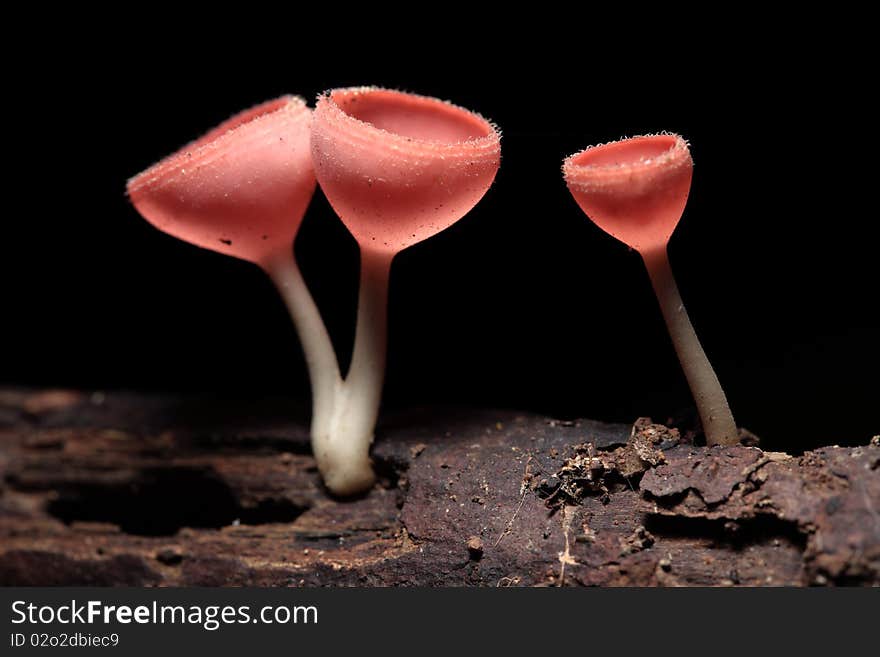 Some kind of mushroom look like a champagne glasses.A lot in rainy season in the forest.Sizing about 1-2 cm.Someone call champagne mushroom But the real name is Pink burn cup and the science name is Tarzetta  Rosea ( Rea)  Dennis. Some kind of mushroom look like a champagne glasses.A lot in rainy season in the forest.Sizing about 1-2 cm.Someone call champagne mushroom But the real name is Pink burn cup and the science name is Tarzetta  Rosea ( Rea)  Dennis