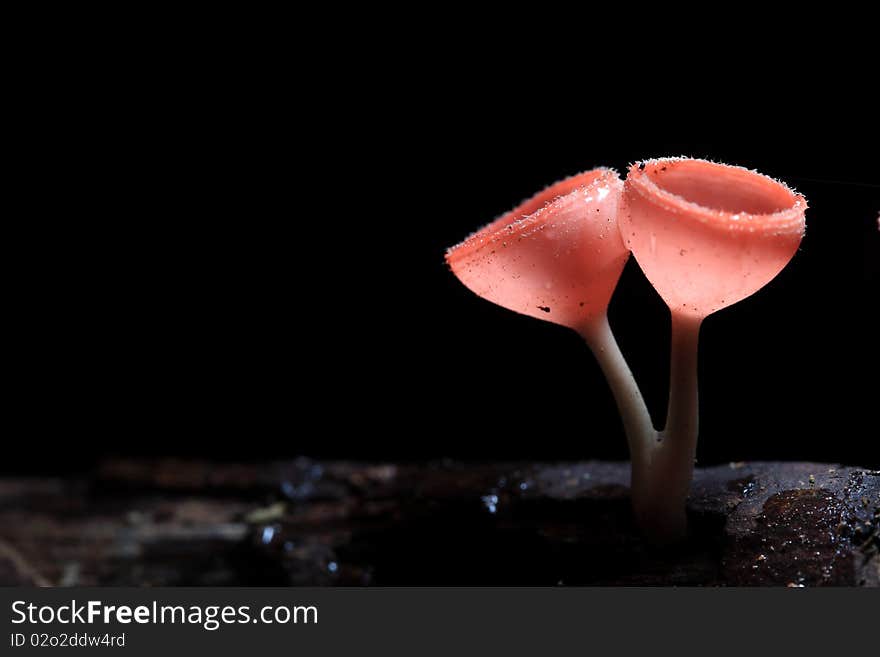 Some kind of mushroom look like a champagne glasses.A lot in rainy season in the forest.Sizing about 1-2 cm.Someone call champagne mushroom But the real name is Pink burn cup and the science name is Tarzetta  Rosea ( Rea)  Dennis. Some kind of mushroom look like a champagne glasses.A lot in rainy season in the forest.Sizing about 1-2 cm.Someone call champagne mushroom But the real name is Pink burn cup and the science name is Tarzetta  Rosea ( Rea)  Dennis