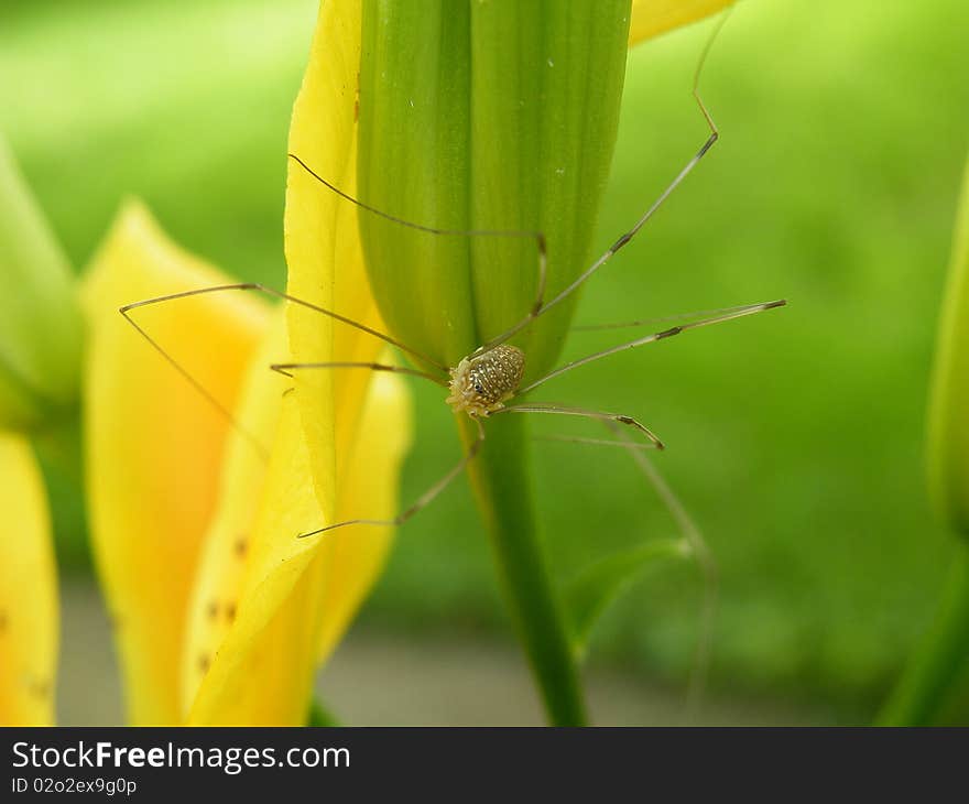 Physocyclus On The Lily