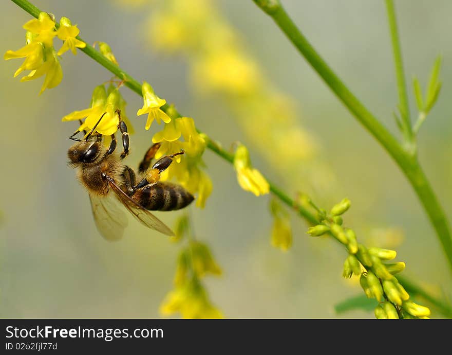 Bee on flower