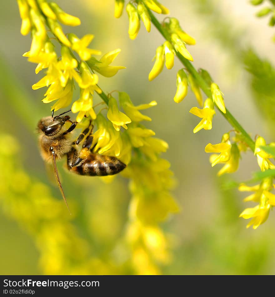 Bee on flower