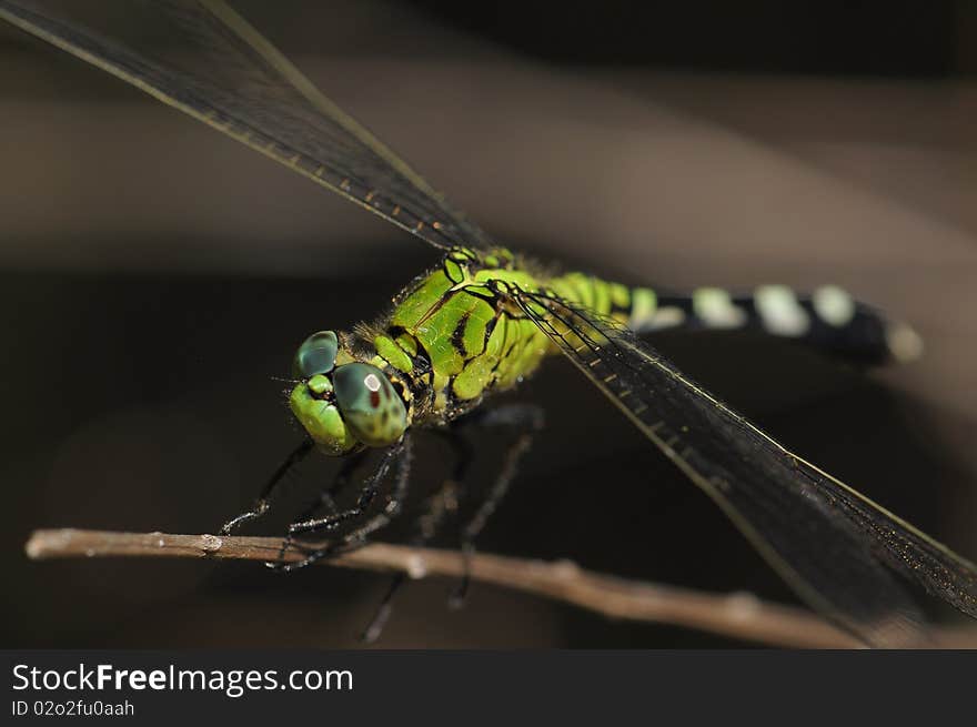 A beautiful multicolored dragonfly poses on a stick with wings filling the frame diagonally. A beautiful multicolored dragonfly poses on a stick with wings filling the frame diagonally