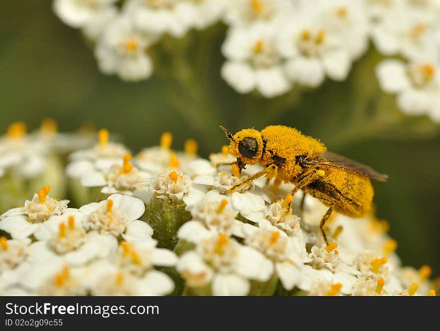 Bee on white flower