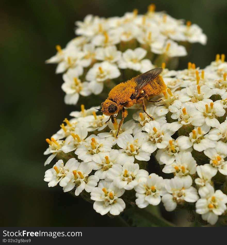 Bee on white flower