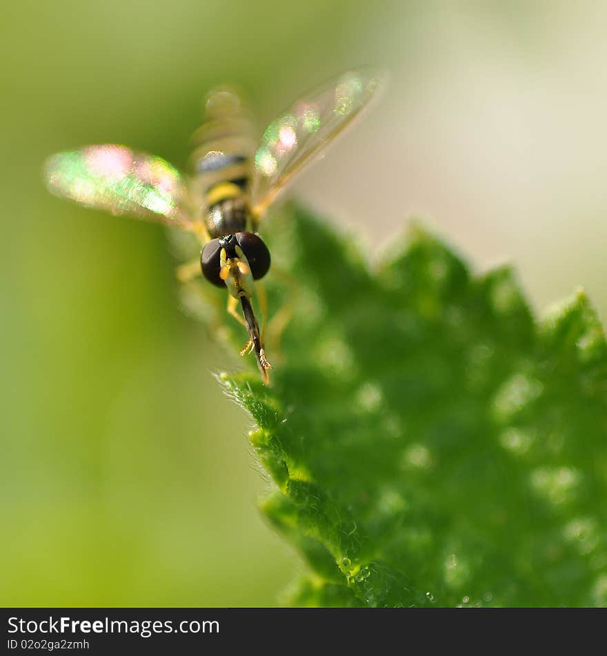 Bee on leaf