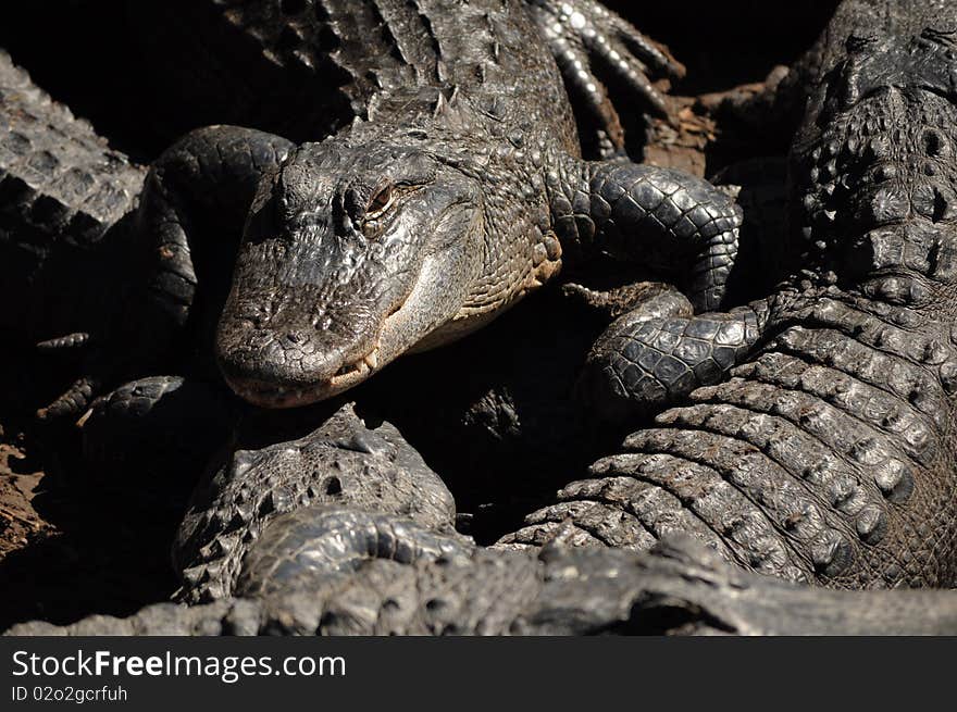 An alligator sinisterly stares at the camera along his alligator buddies. An alligator sinisterly stares at the camera along his alligator buddies