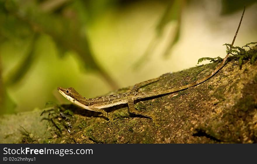 Slender Anole (Anolis limifrons or Norops limifrons) shot in Costa Rica