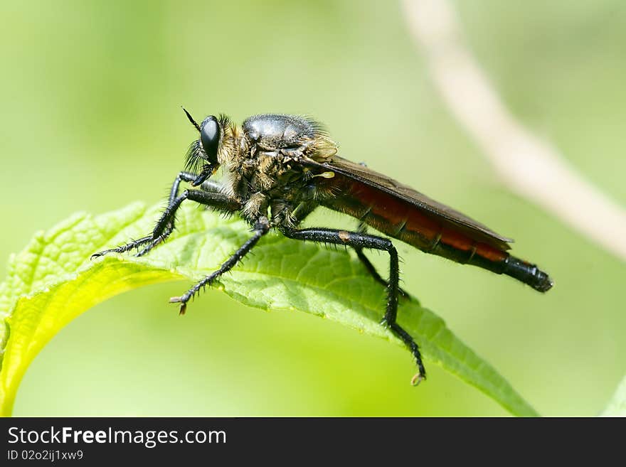 The close-up of asilidae