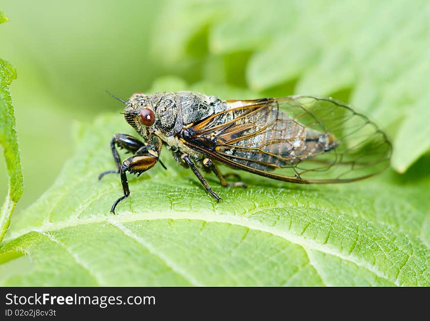 The close-up of a leafhopper.