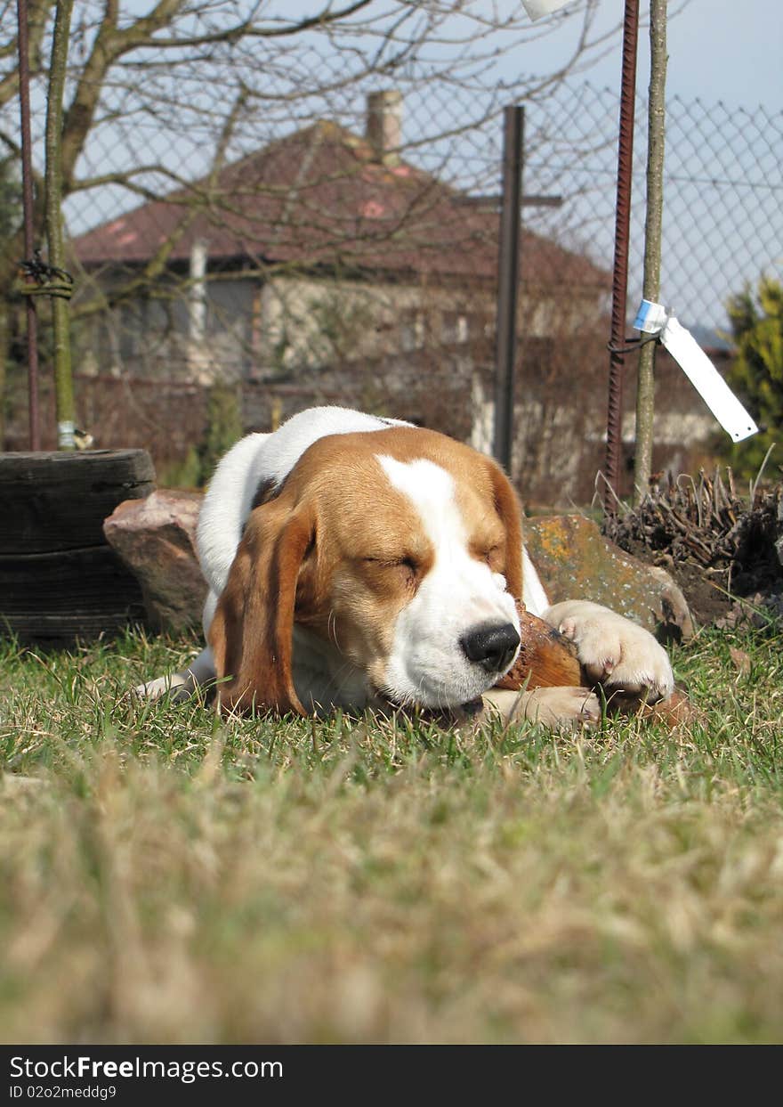 Beuatiful dog lies in a sunny garden. Beuatiful dog lies in a sunny garden