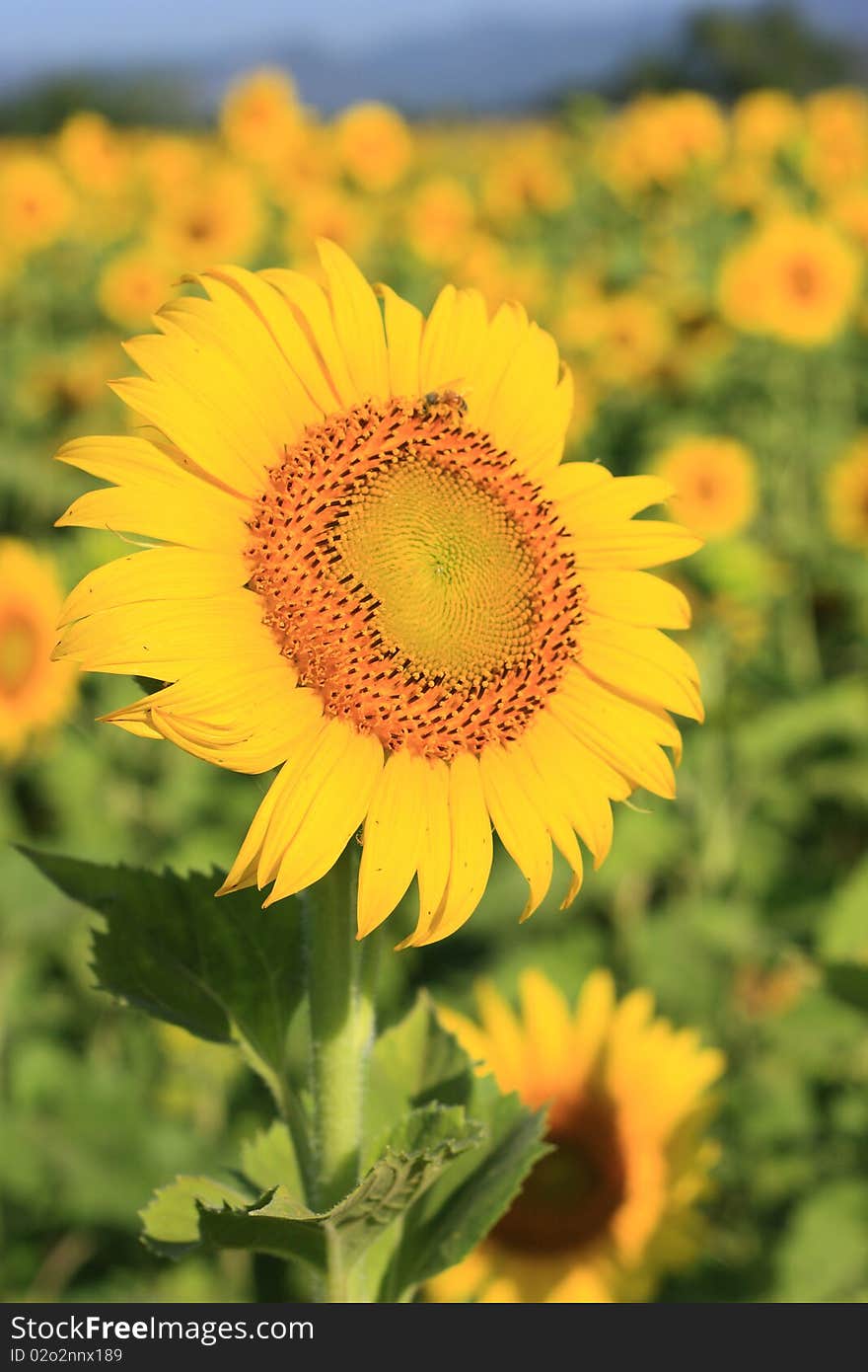 Single SunFlower on field