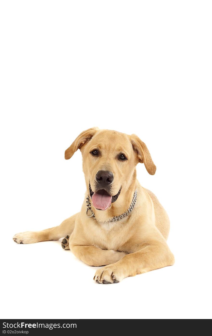 Portrait of a Golden Retriever with White background