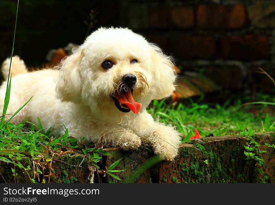 A portrait of Poodle in a park