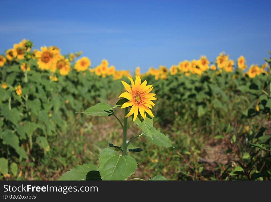 Besiege Sunflower