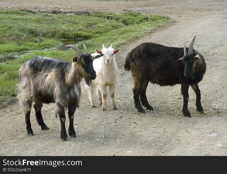 Dark nanny goats with horn rests upon green herb