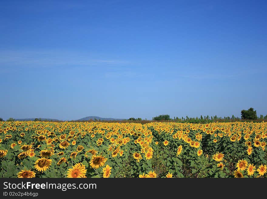 Field Sunflower & The Sky