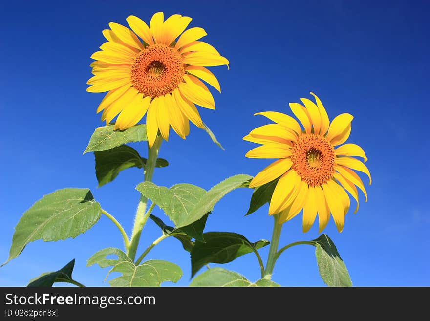 Double Sunflower