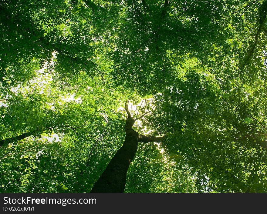 Nature. pathway in the forest with sunlight