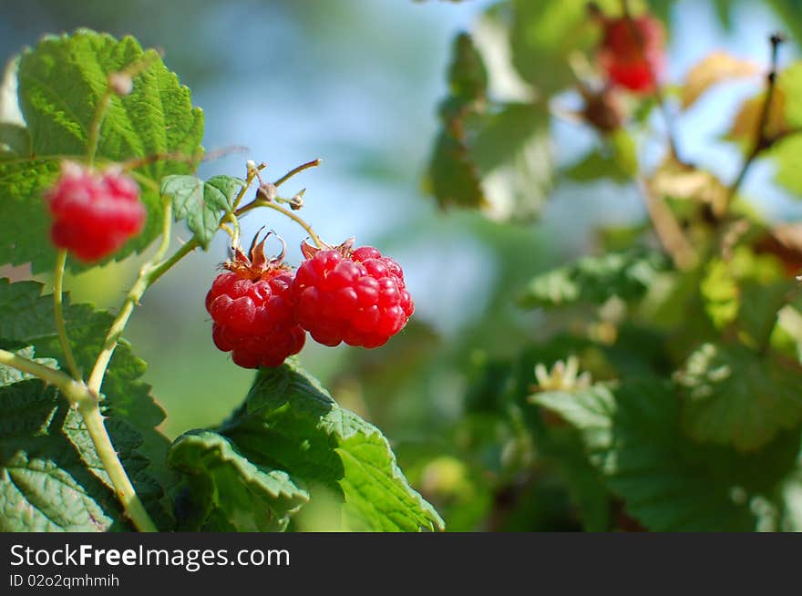 Red Currants