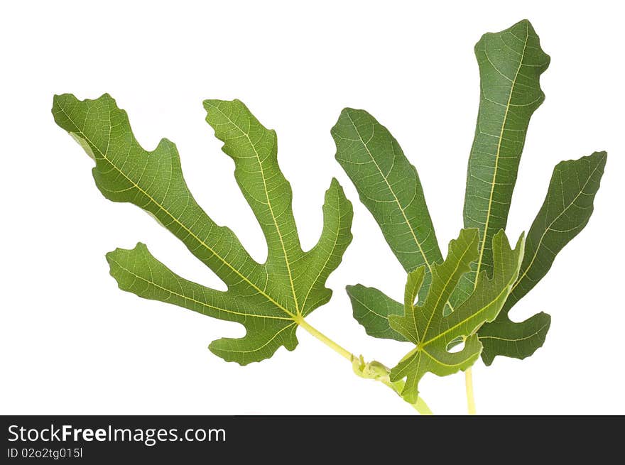 Tree fig leafs with the branch isolated on white