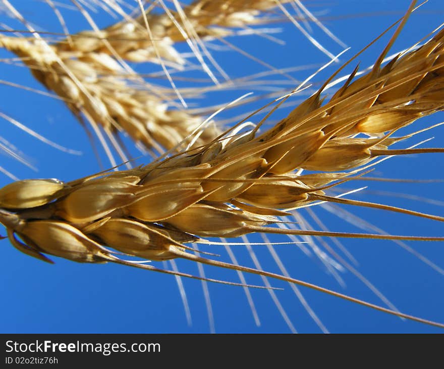 Ear Of Wheat