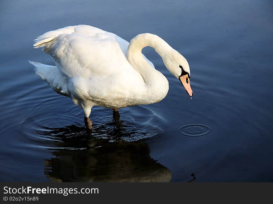 White swan