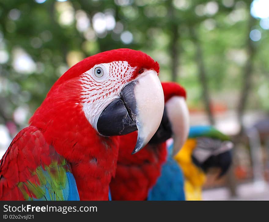 Macaw Parrots