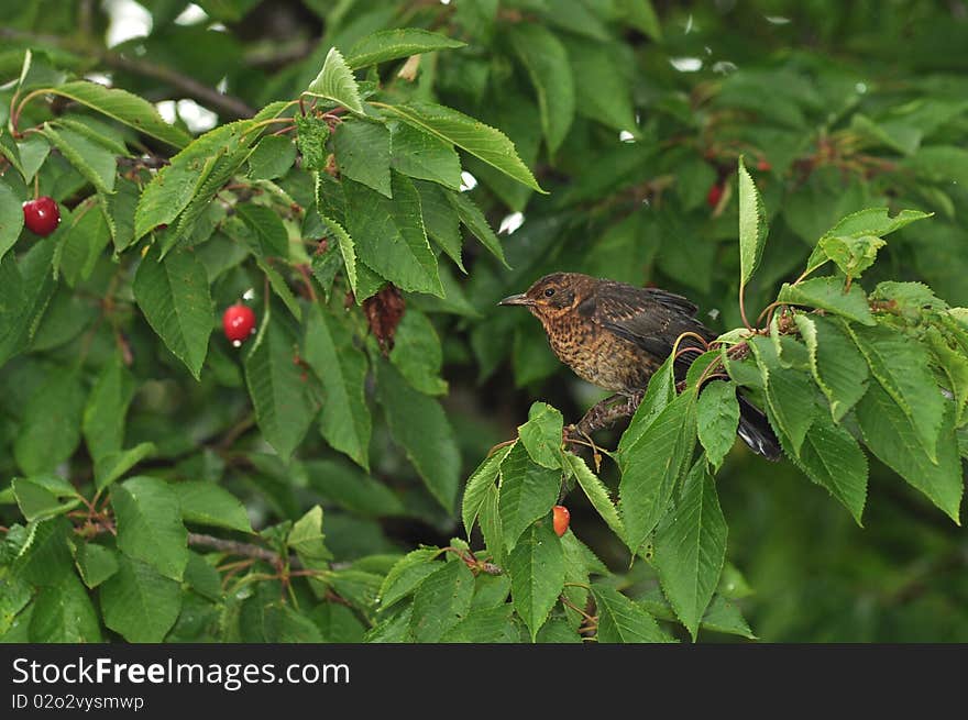 Blackbird female in cherry tree